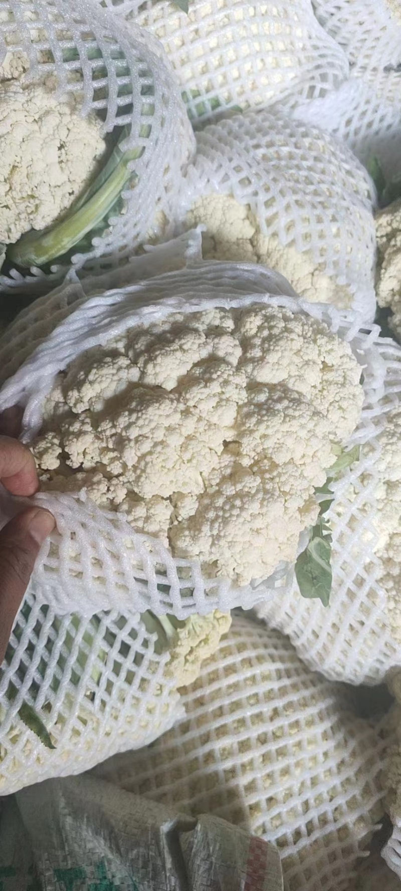 【产地发货】菜花有机花松花菜白面青梗散花