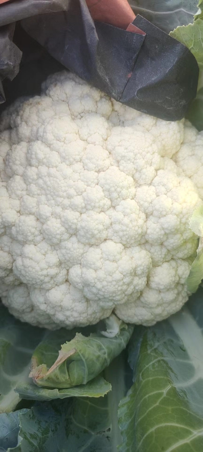 【产地发货】菜花有机花松花菜白面青梗散花