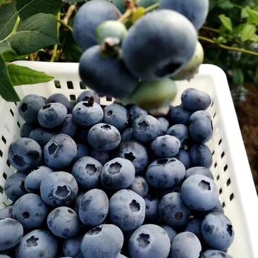 【精选】尢尤质蓝莓诚信商家新鲜蓝莓果品一件代发欢迎下单