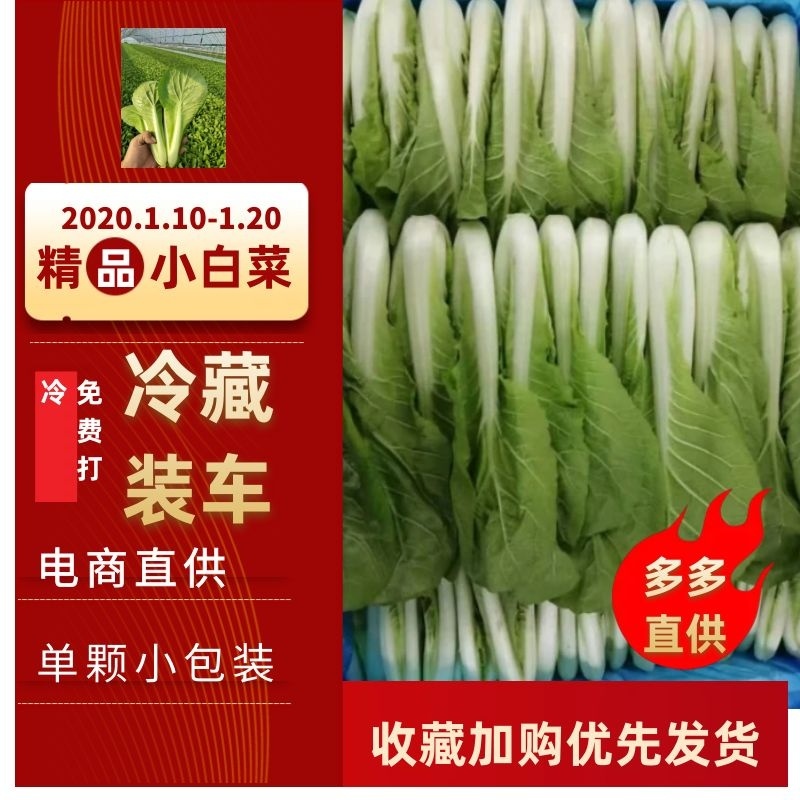 【小白菜】对接商超食品厂，奶白菜，毛白菜山东代收代发