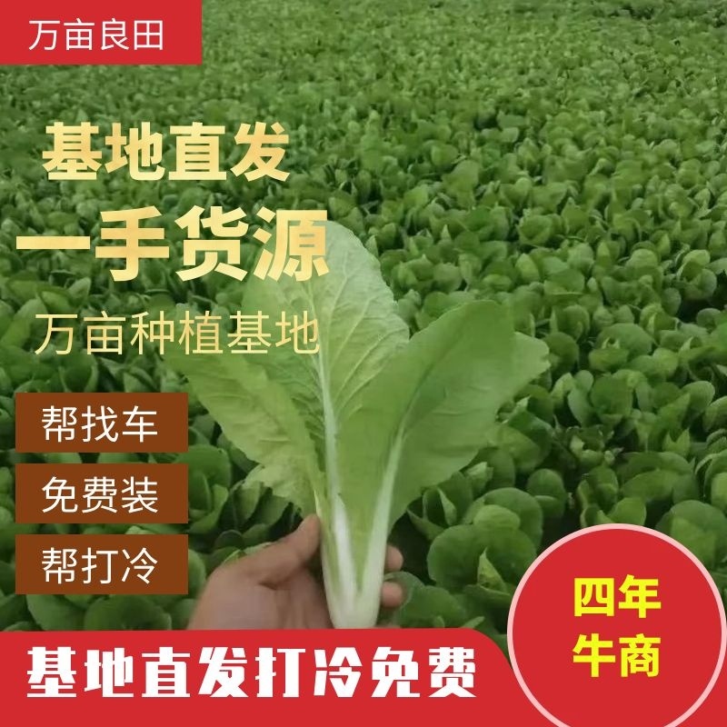 【小白菜】对接商超食品厂，奶白菜，毛白菜山东代收代发