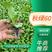 秋绿苗，秋绿60全国发货，质量保证，价格实惠