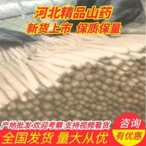 白玉山药，日供货量达到5-10万斤，价格优惠，欢迎选购