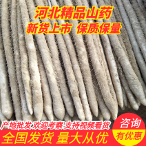 小白嘴山药，日供货量达到5-10万斤，量大从优，品质