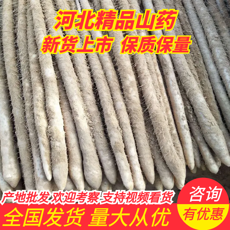 小白嘴山药，日供货量达到5-10万斤，量大从优，品质保障