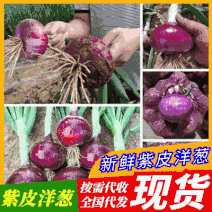 实【紫皮洋葱】河南洋葱，80以上，现货供应中，个头大颜色