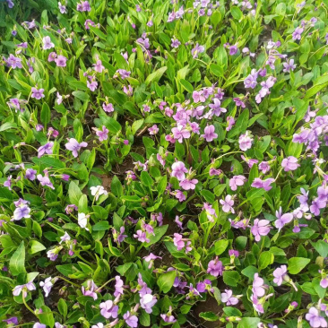 紫花地丁批发