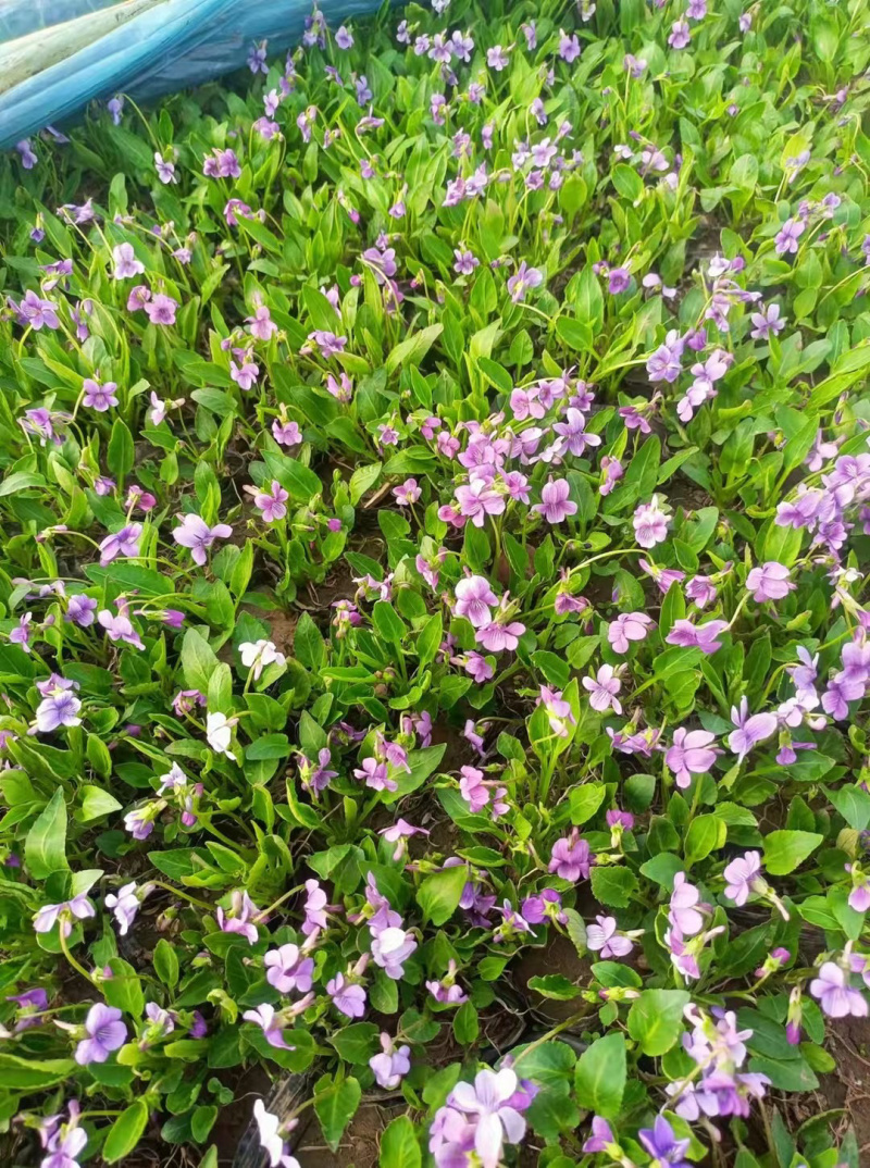 紫花地丁批发