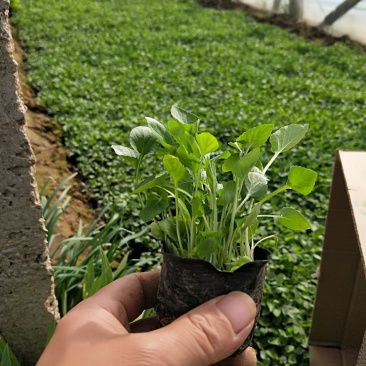 紫花地丁种植基地