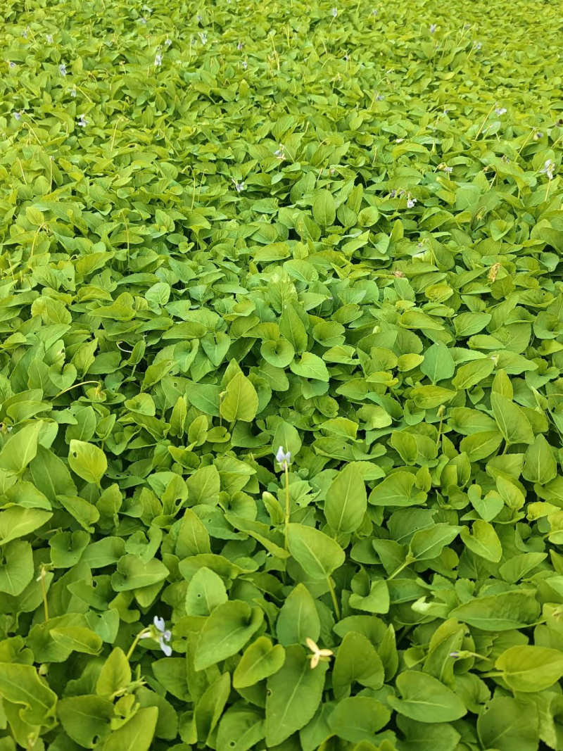紫花地丁种植基地