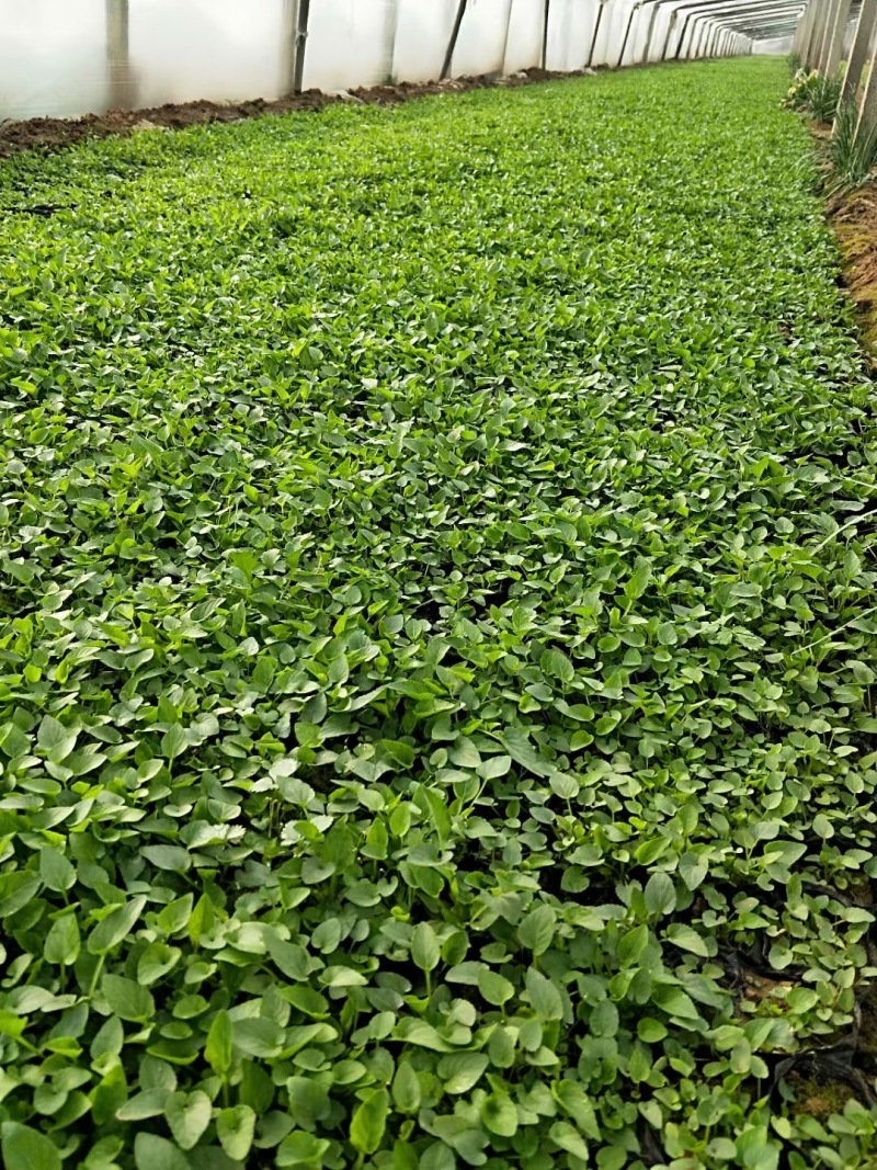 青州紫花地丁基地