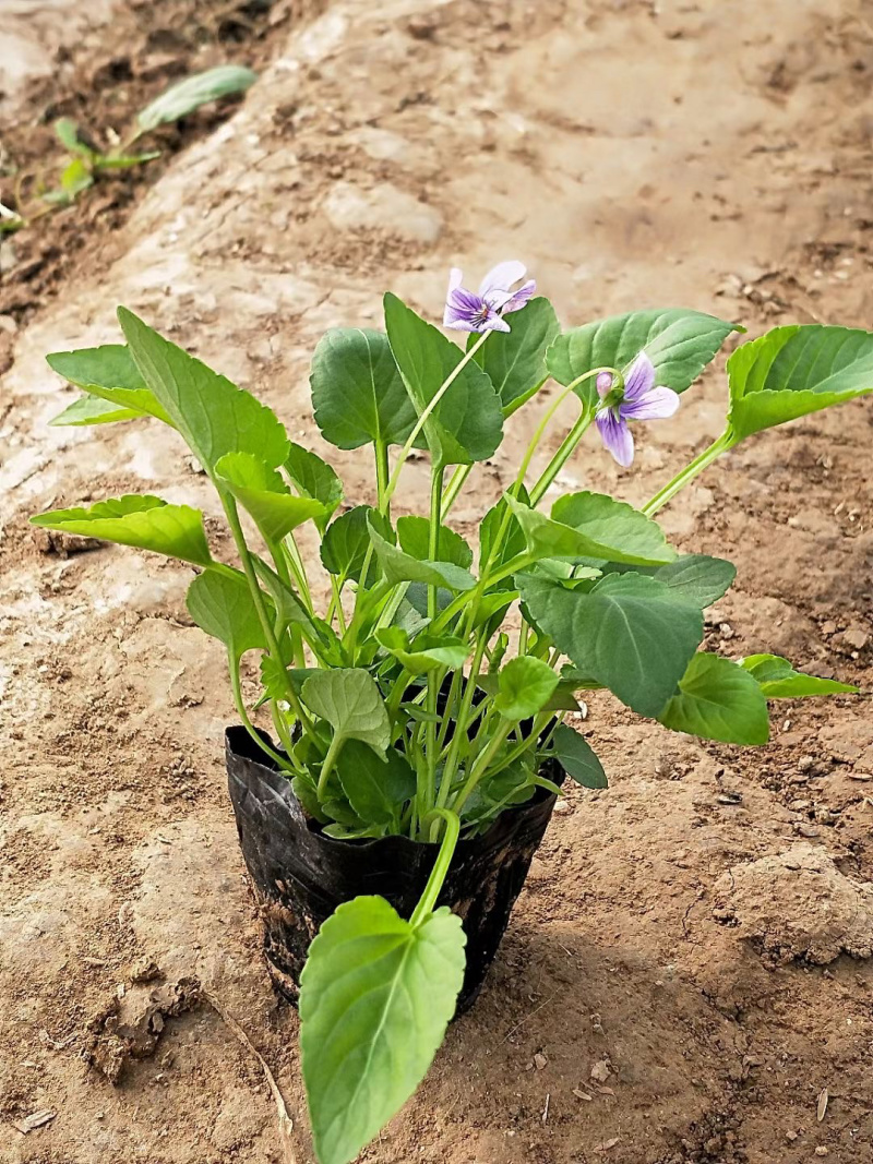 紫花地丁供应基地