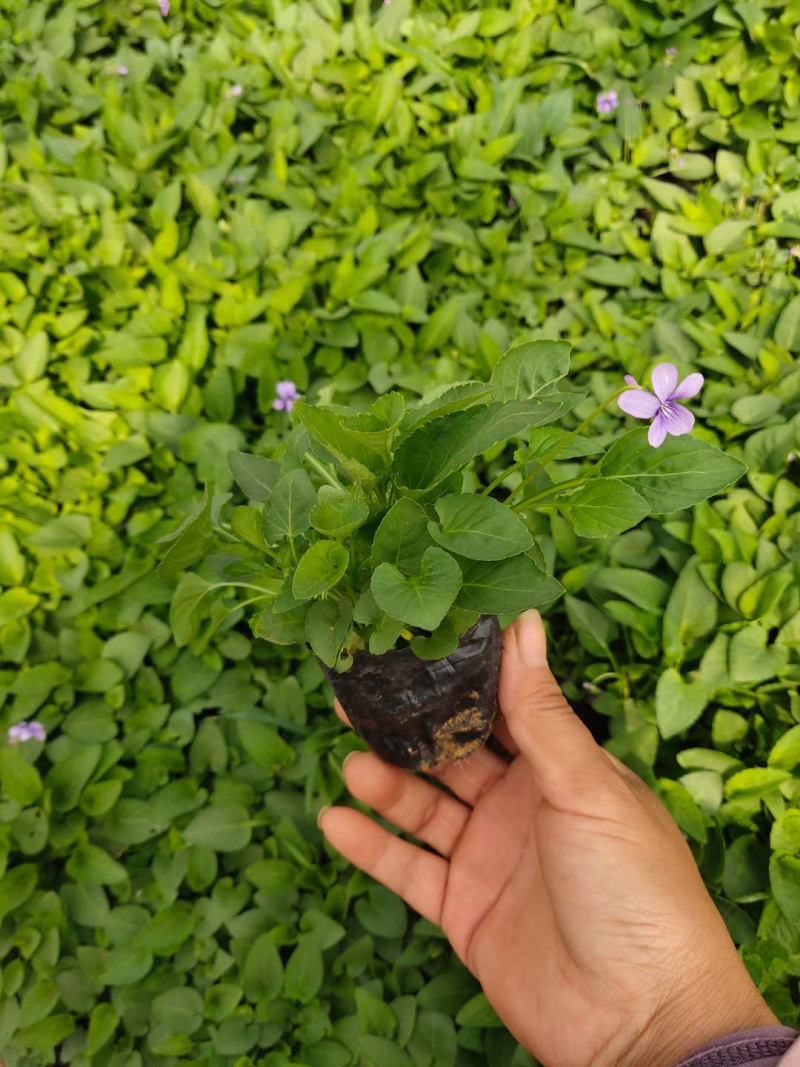 紫花地丁供应基地