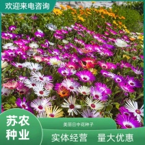 美丽日中花种子花卉种子四季易种花草卉植物花种籽子