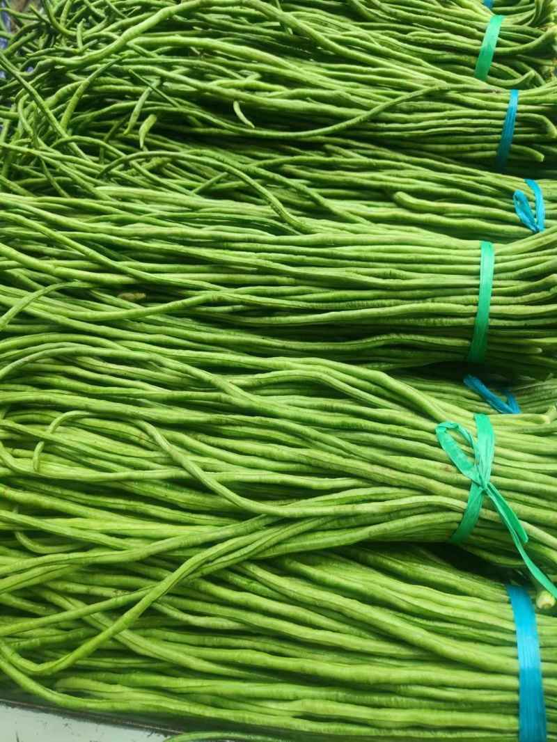 山东精品春季大棚架豆王豆角油豆角产地货，可视频看货实地考