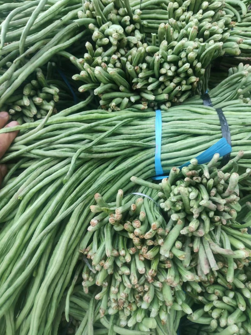 山东精品春季大棚架豆王豆角油豆角产地货，可视频看货实地考