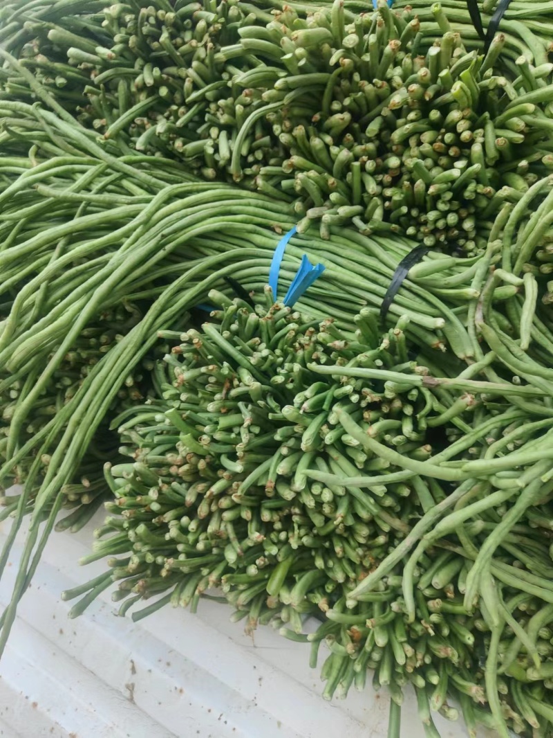 山东精品春季大棚架豆王豆角油豆角产地货，可视频看货实地考