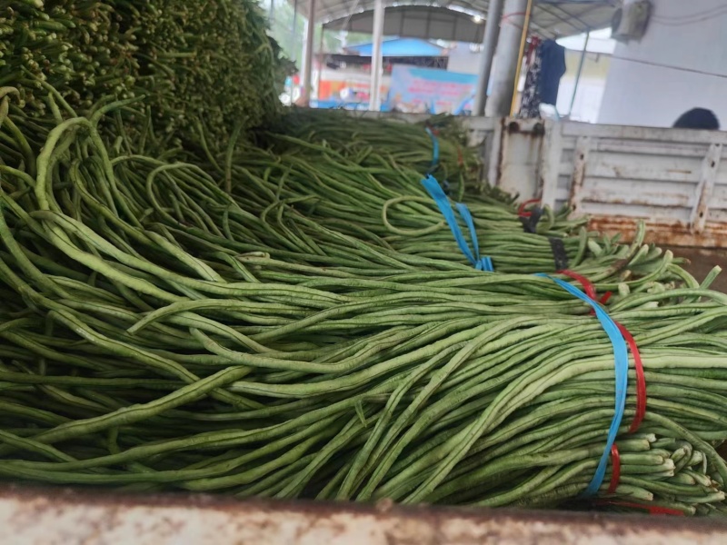山东精品春季大棚架豆王豆角油豆角产地货，可视频看货实地考