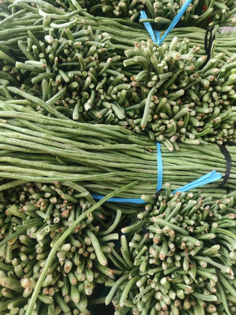 山东精品春季大棚架豆王豆角油豆角产地货，可视频看货实地考