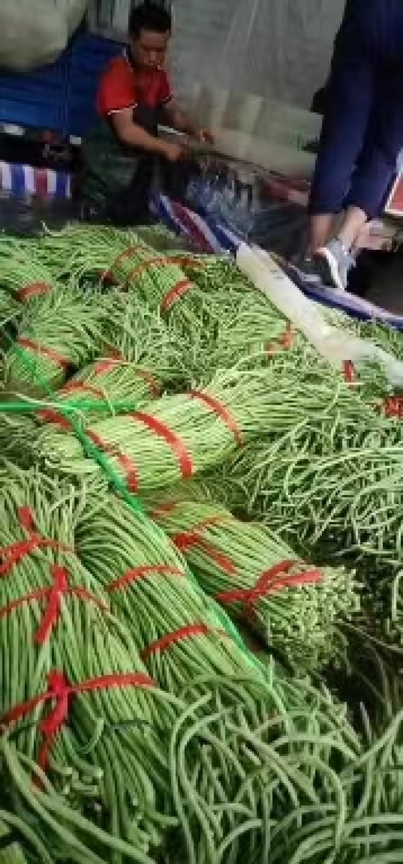 山东精品春季大棚架豆王豆角油豆角产地货，可视频看货实地考