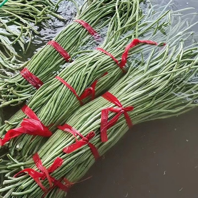 山东精品春季大棚架豆王豆角油豆角产地货，可视频看货实地考