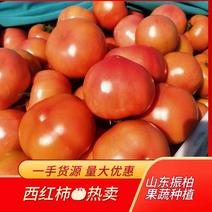 西红柿硬粉西红柿山东产地直销全国代发保质保量