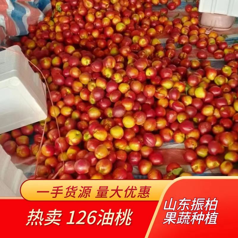 【实力货源】油桃126油桃产地直发保质保量代发全国