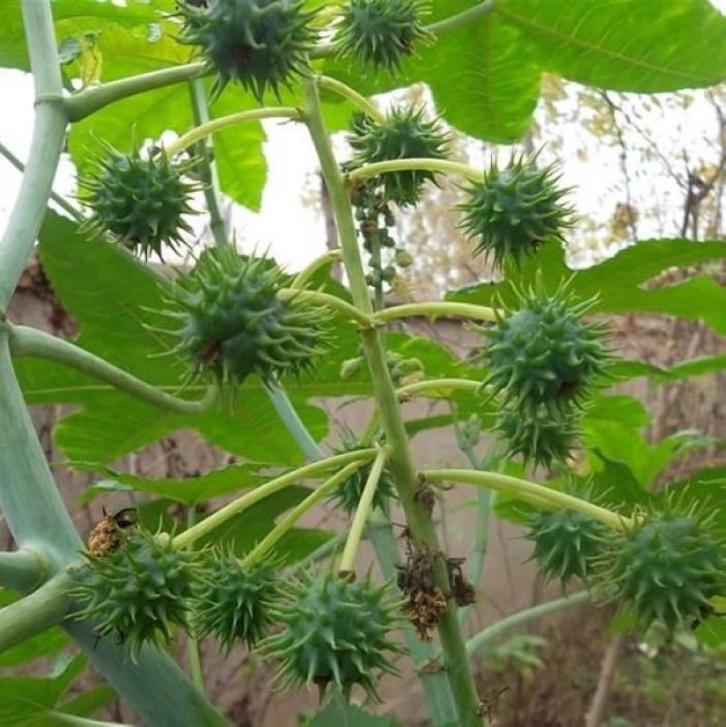 蓖麻种子野生中药材春季观赏榨油抗旱四季耐热适应性强易采收