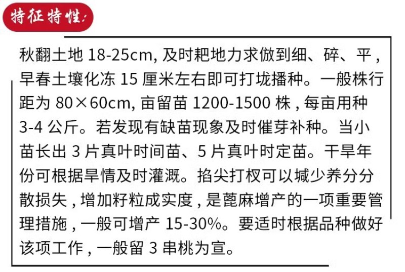 蓖麻种子野生中药材春季观赏榨油抗旱四季耐热适应性强易采收
