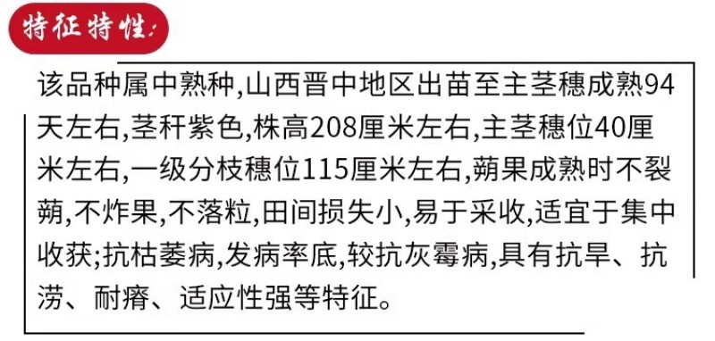 蓖麻种子野生中药材春季观赏榨油抗旱四季耐热适应性强易采收