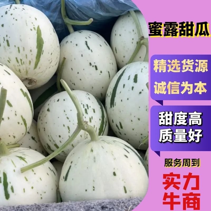 【优选货源】山东莘县蜜露甜瓜对接电商社区团购视频看货