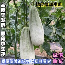 山东莘县【博洋61甜瓜】大量上市电商社区团购代收