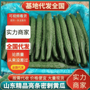 精品亮条密刺黄瓜大棚黄瓜瓜条直大量供应中产地直发