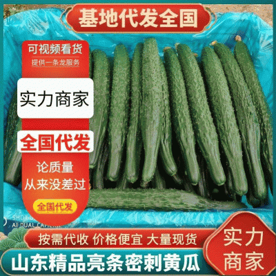 精品亮条密刺黄瓜大棚黄瓜瓜条直大量供应中产地直发