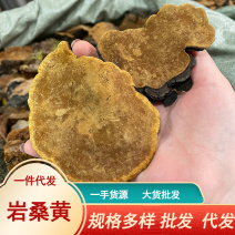 岩桑黄岩批发岩黄灵芝菌类岩桑黄大中小现货批发供应量大价优