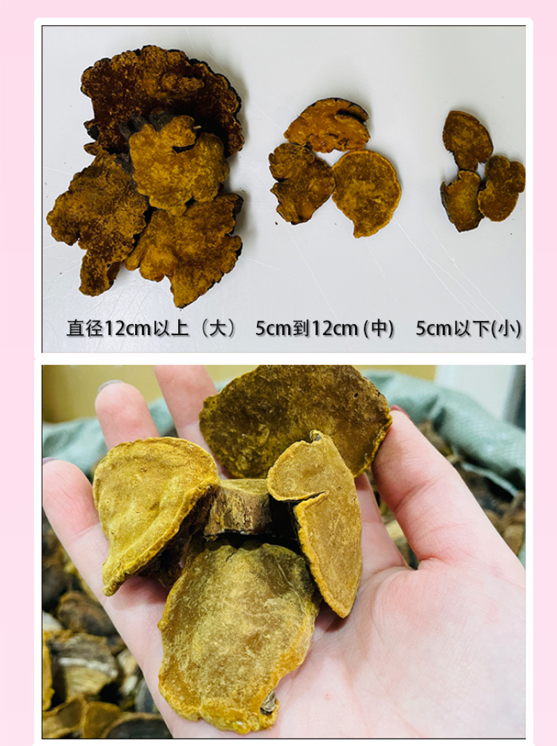 岩桑黄岩批发岩黄灵芝菌类岩桑黄大中小现货批发供应量大价优