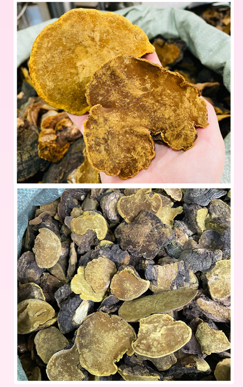 岩桑黄岩批发岩黄灵芝菌类岩桑黄大中小现货批发供应量大价优