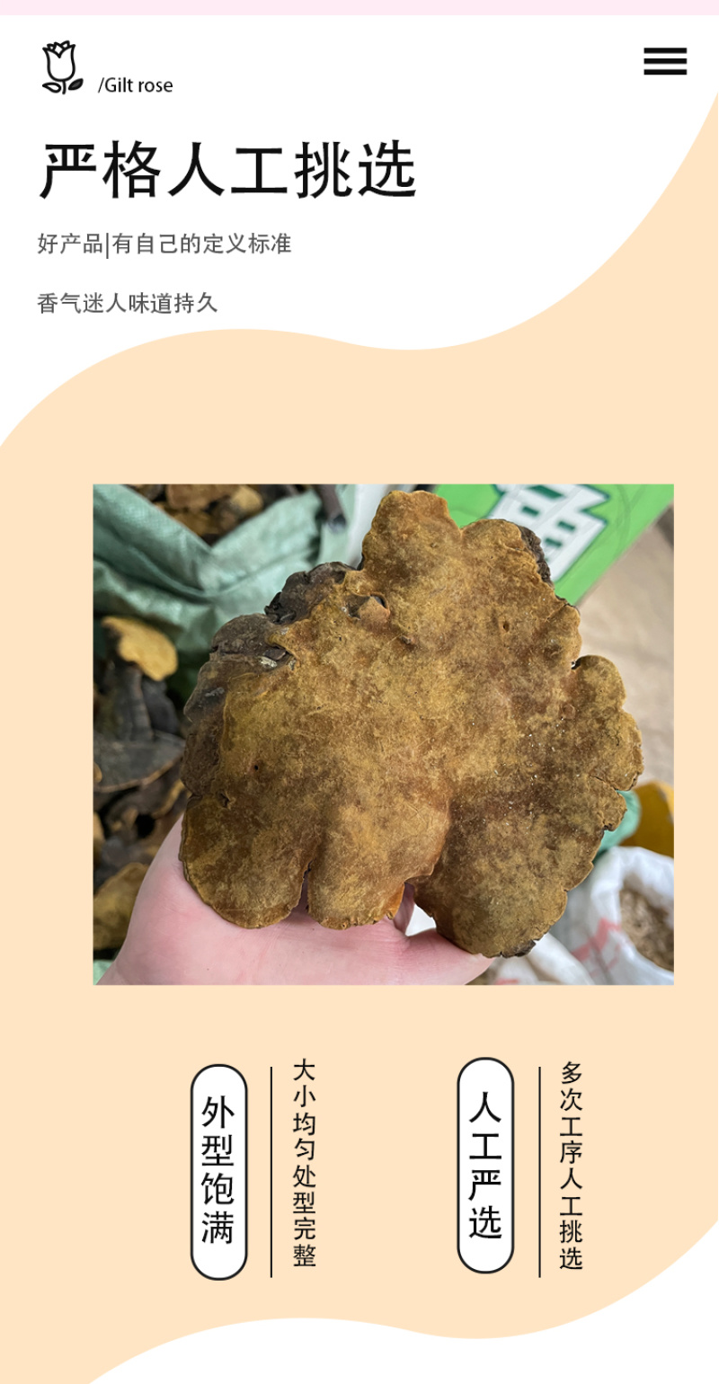 岩桑黄岩批发岩黄灵芝菌类岩桑黄大中小现货批发供应量大价优