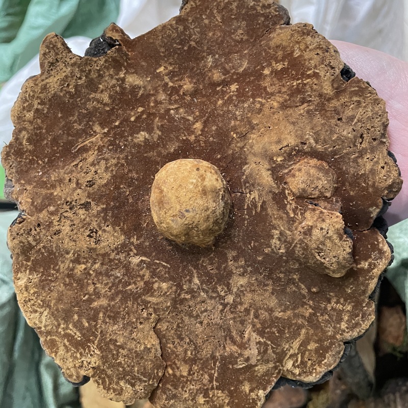 岩桑黄岩批发岩黄灵芝菌类岩桑黄大中小现货批发供应量大价优