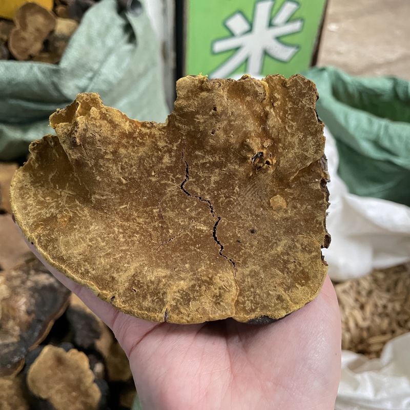 岩桑黄岩批发岩黄灵芝菌类岩桑黄大中小现货批发供应量大价优