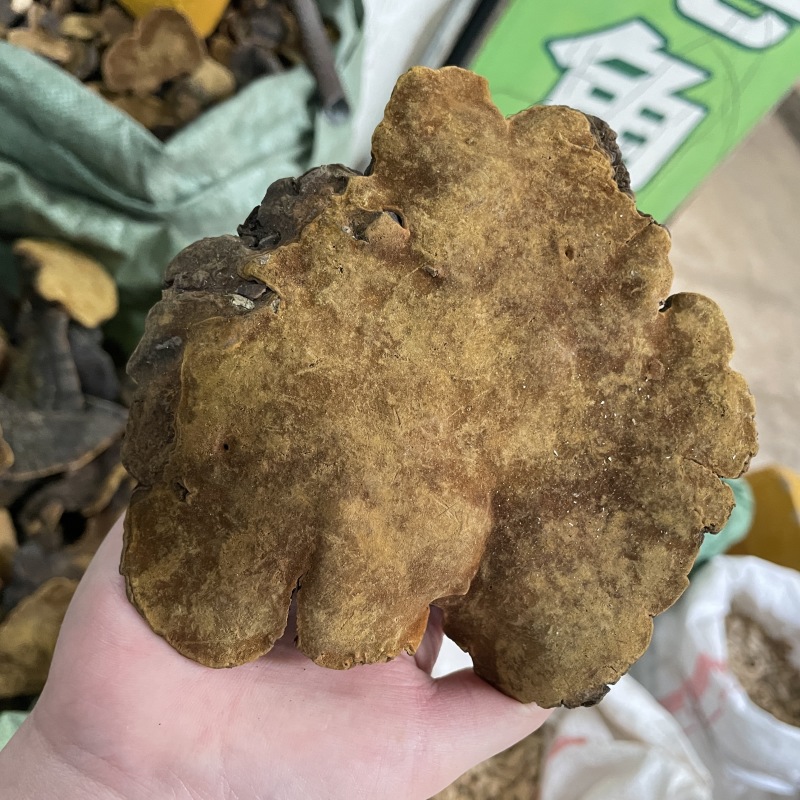 岩桑黄岩批发岩黄灵芝菌类岩桑黄大中小现货批发供应量大价优