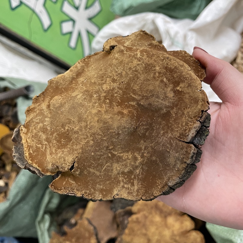 岩桑黄岩批发岩黄灵芝菌类岩桑黄大中小现货批发供应量大价优