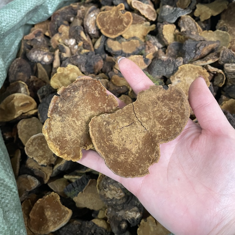 岩桑黄岩批发岩黄灵芝菌类岩桑黄大中小现货批发供应量大价优