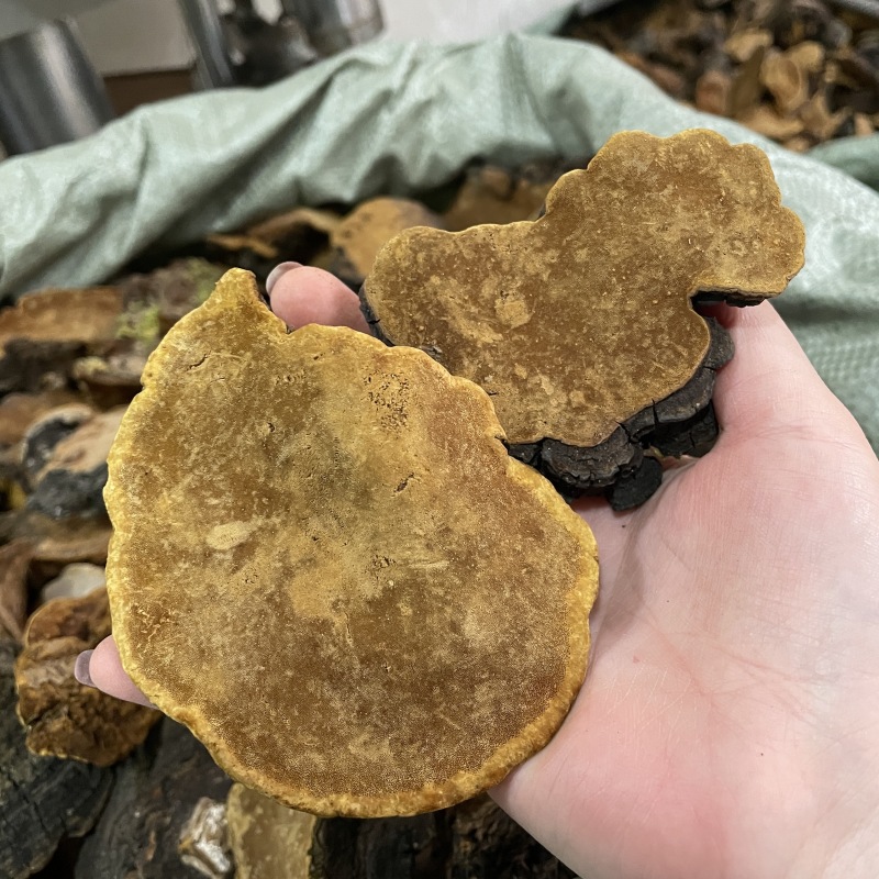 岩桑黄岩批发岩黄灵芝菌类岩桑黄大中小现货批发供应量大价优