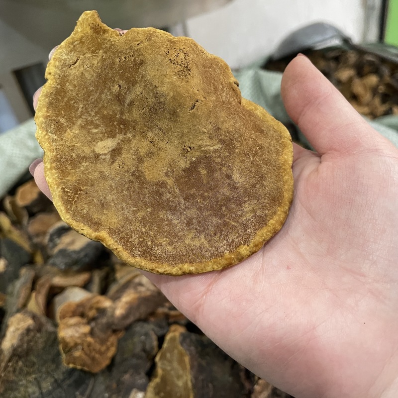 岩桑黄岩批发岩黄灵芝菌类岩桑黄大中小现货批发供应量大价优