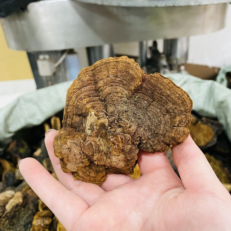 岩桑黄岩批发岩黄灵芝菌类岩桑黄大中小现货批发供应量大价优