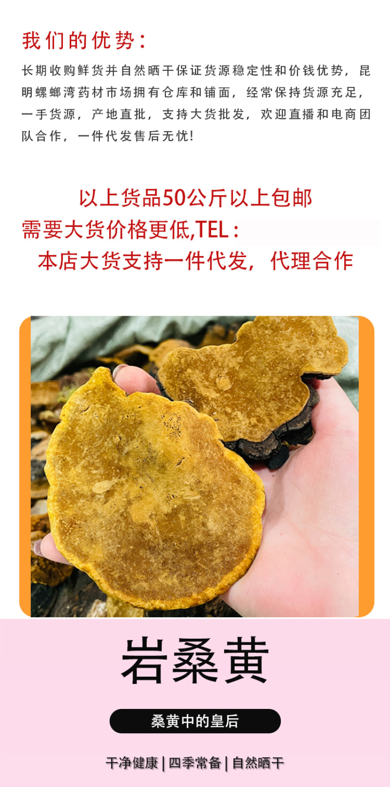 岩桑黄岩批发岩黄灵芝菌类岩桑黄大中小现货批发供应量大价优