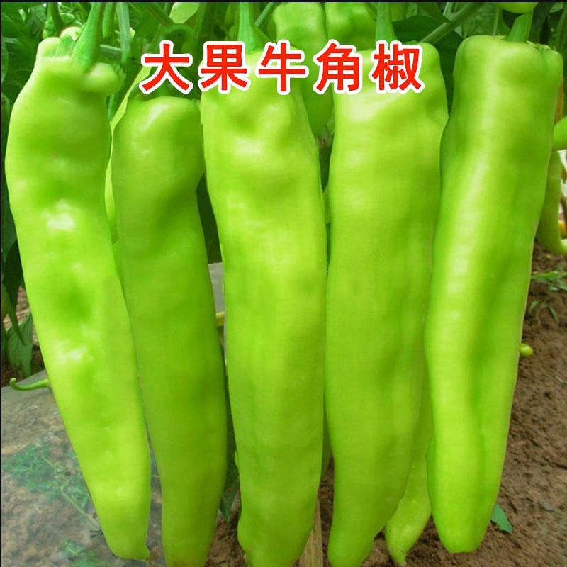 黄皮尖椒种子大果型挂果多产量高牛角椒早熟果形美观