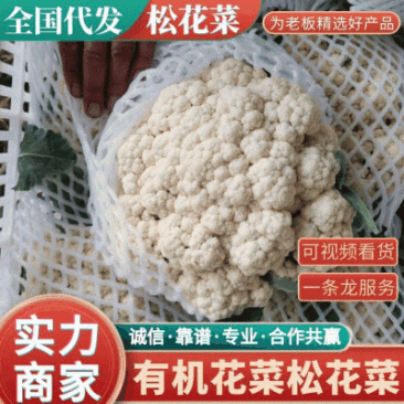 聊城白面青梗松花菜有机散花大量上市,产地直供供应商超