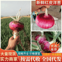 精品《二红洋葱》大量上市中，质量好价格便宜，一条龙服务